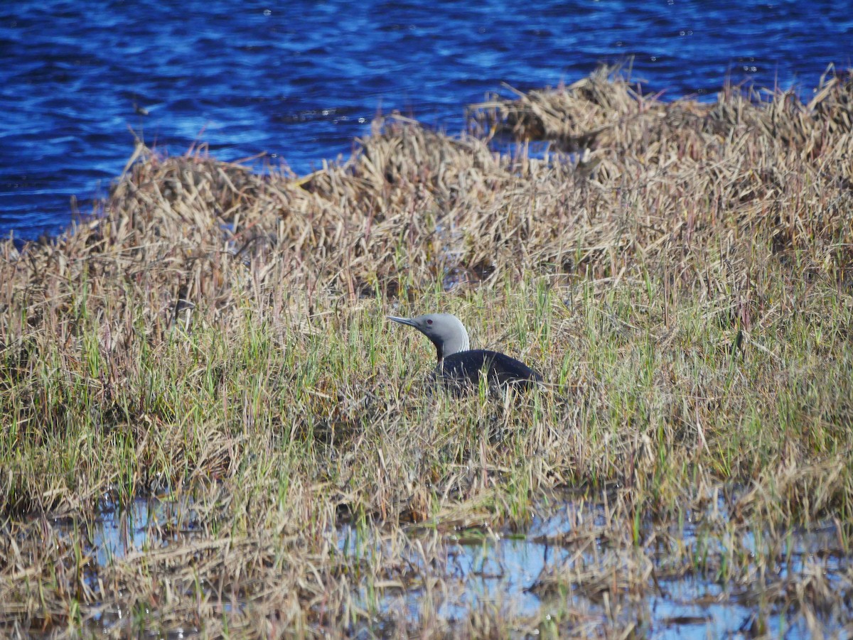 Red-throated Loon - ML620682371