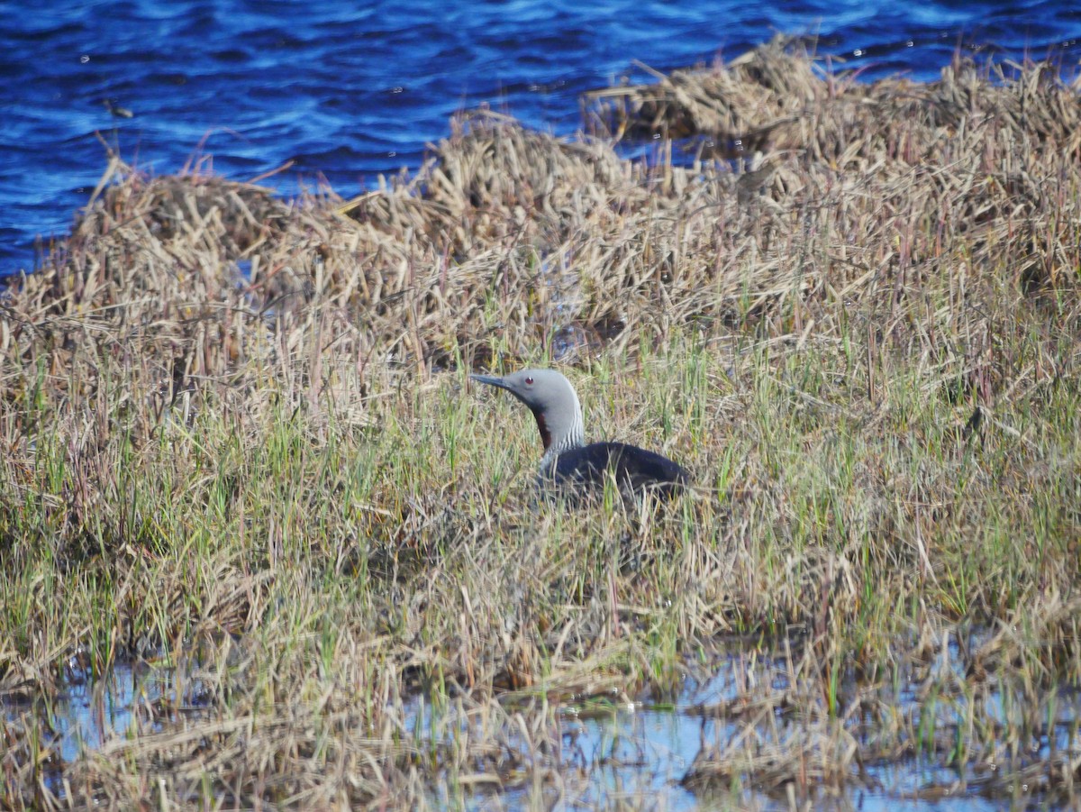 Red-throated Loon - ML620682372