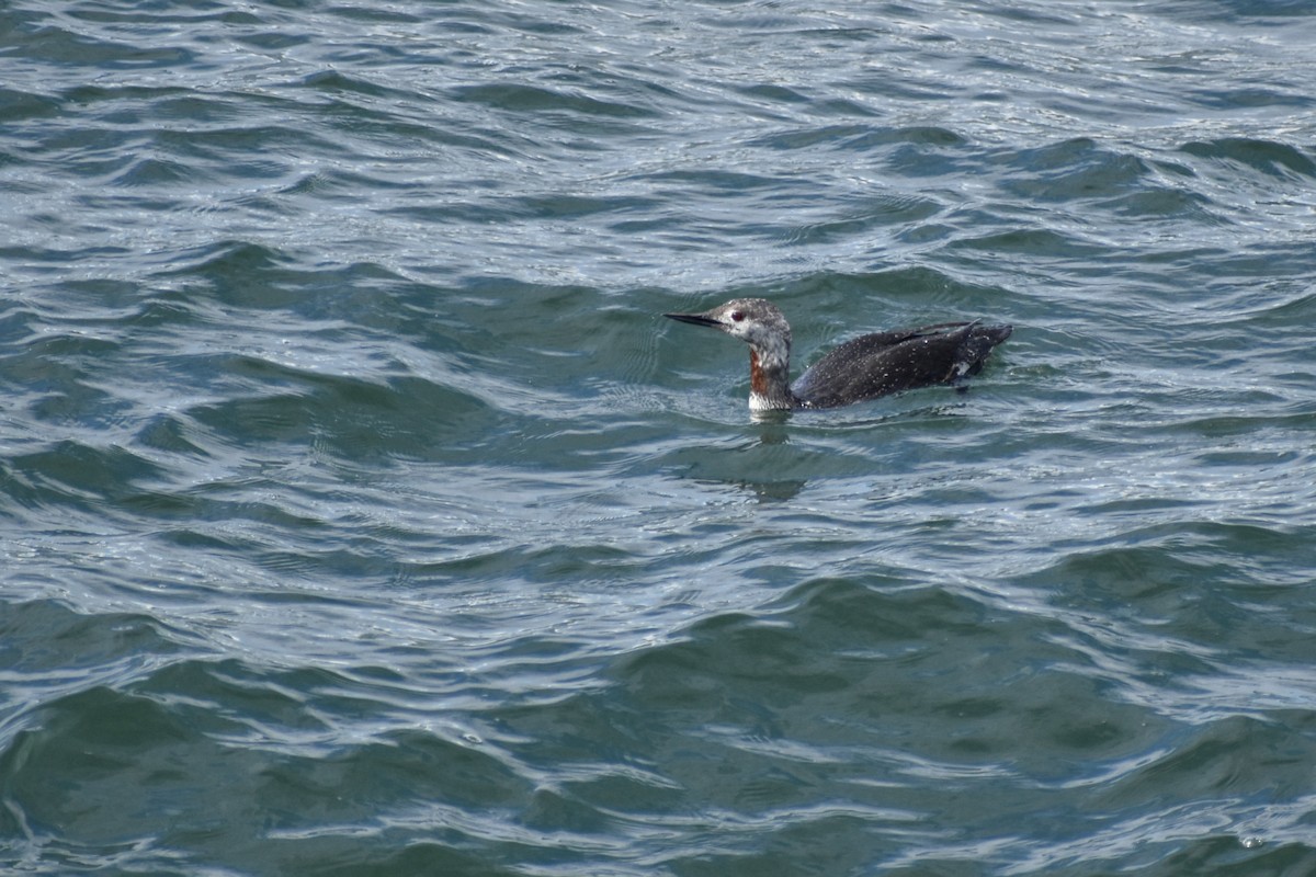 Red-throated Loon - ML620682375