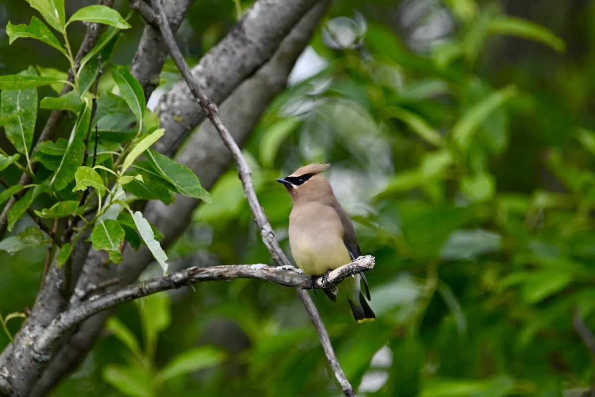 Cedar Waxwing - Pierre Normand