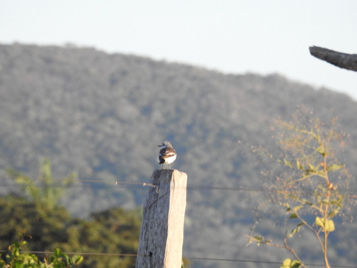 White-rumped Monjita - ML620682380