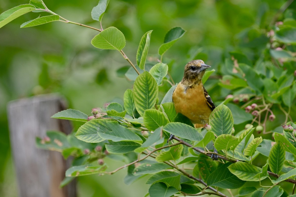 Oriole de Baltimore - ML620682382