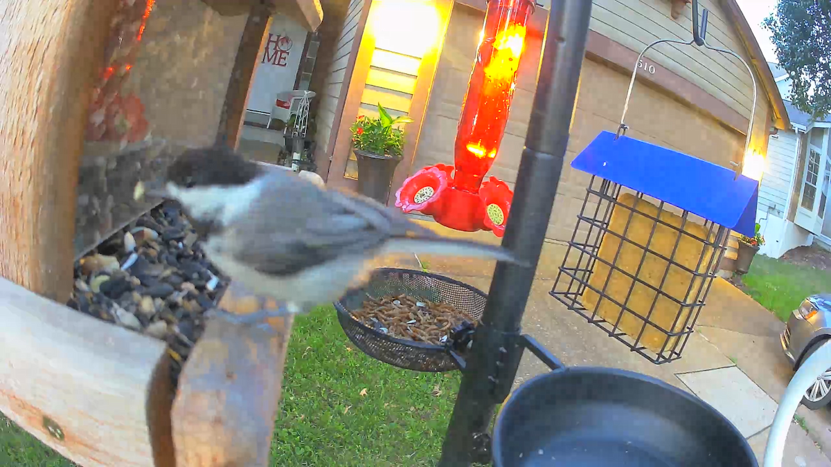 Carolina Chickadee - ML620682383