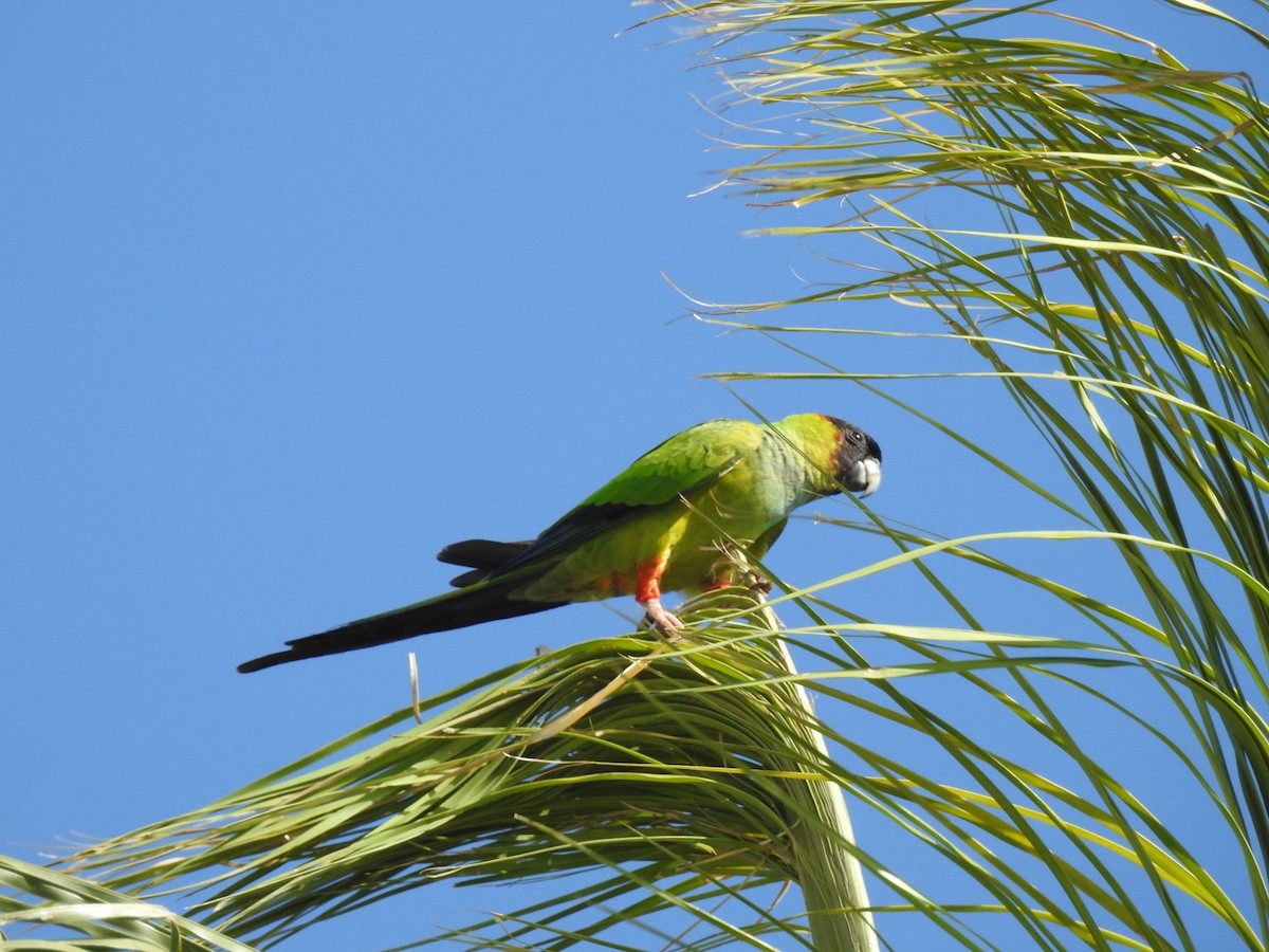 Nanday Parakeet - ML620682384