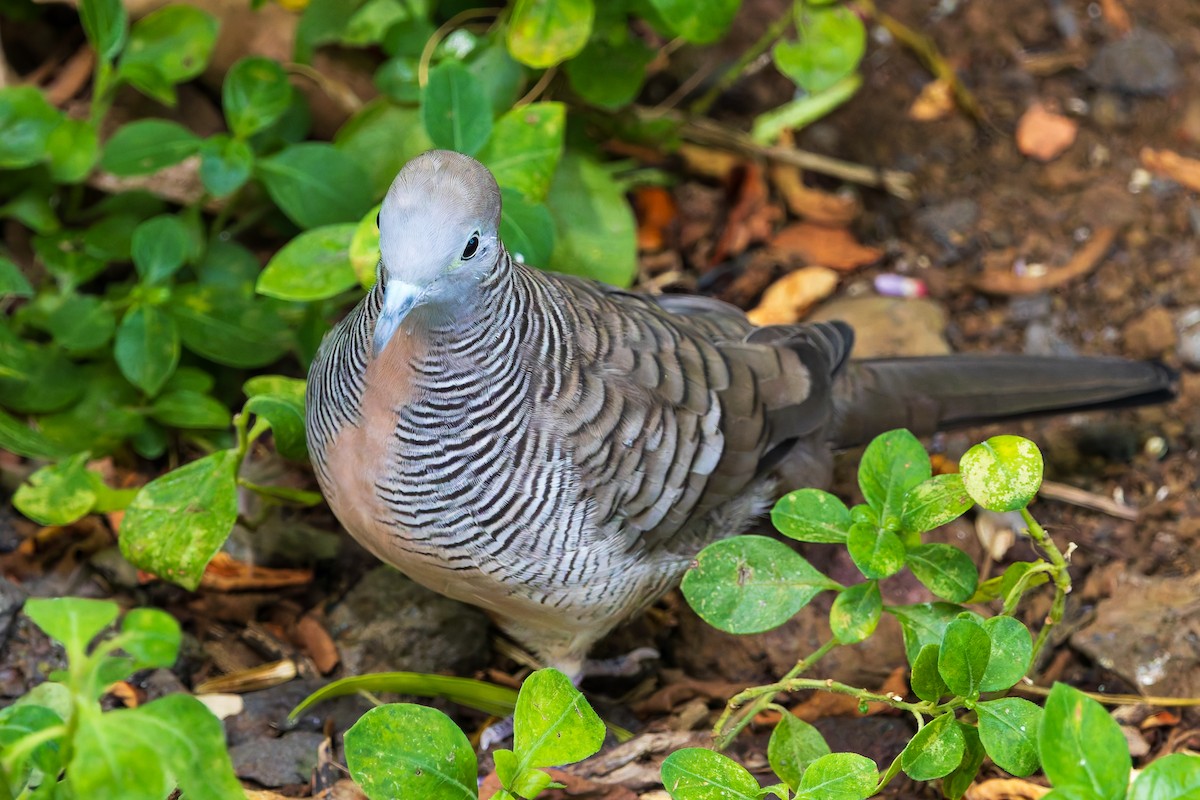 Zebra Dove - ML620682386