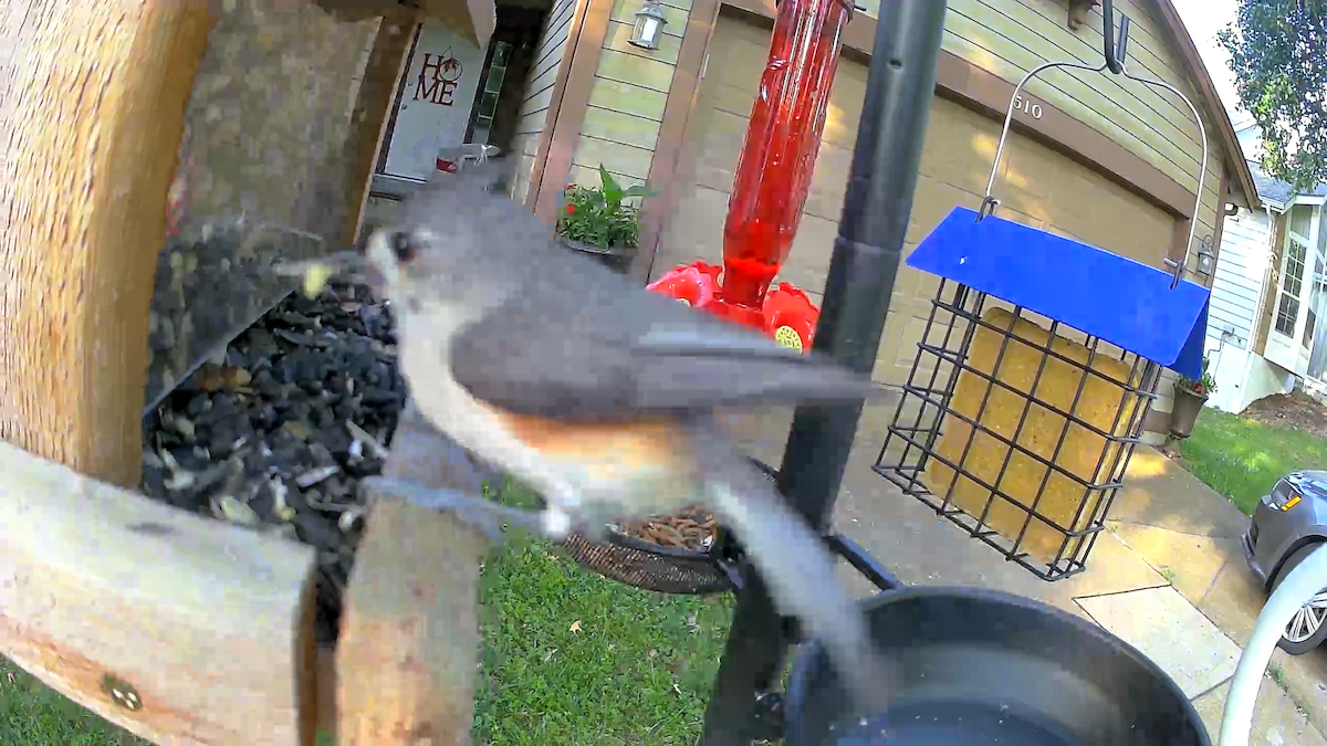 Tufted Titmouse - ML620682387