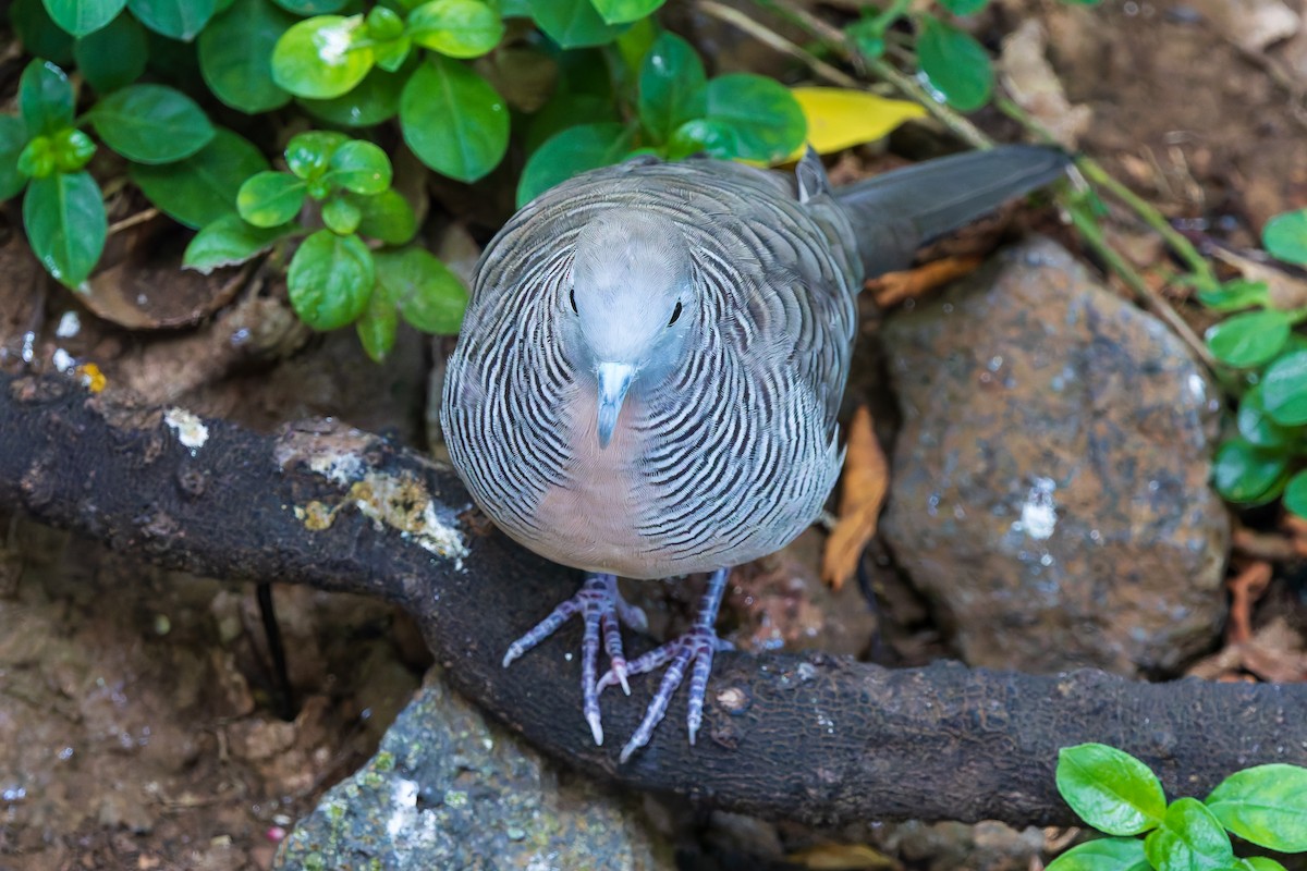 Zebra Dove - ML620682390