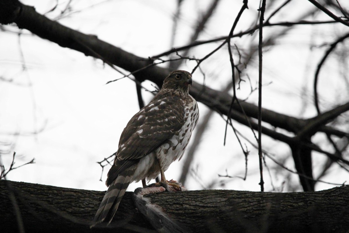 Cooper's Hawk - ML620682393