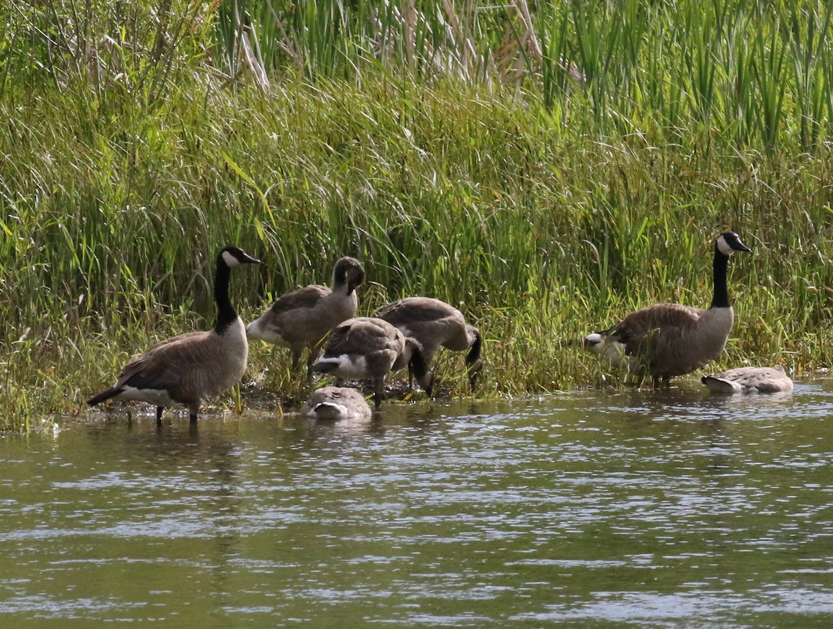 Canada Goose - ML620682396