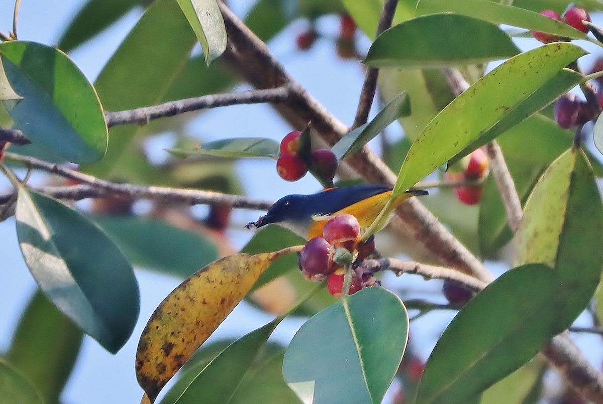 Orange-bellied Flowerpecker - ML620682398