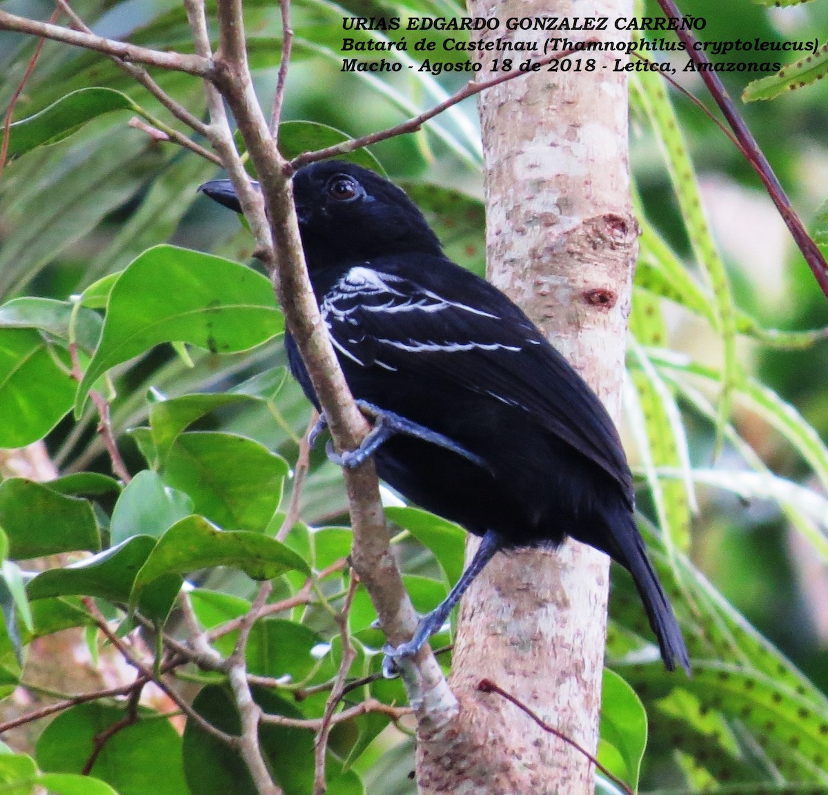 Castelnau's Antshrike - ML620682399