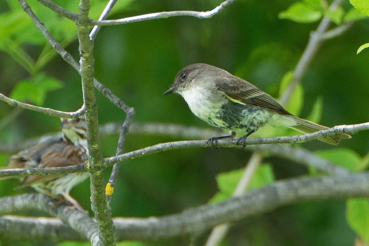 Eastern Phoebe - ML620682400