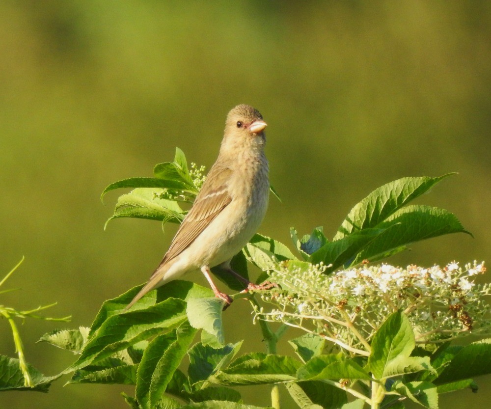 Common Rosefinch - ML620682401