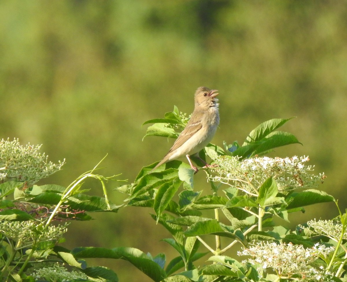 Common Rosefinch - Tomáš  Oplocký