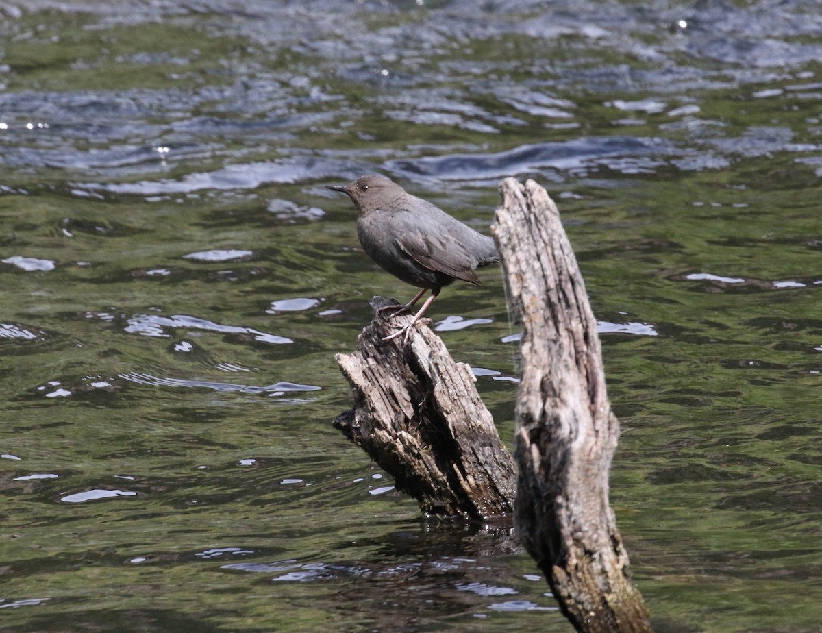 American Dipper - ML620682405