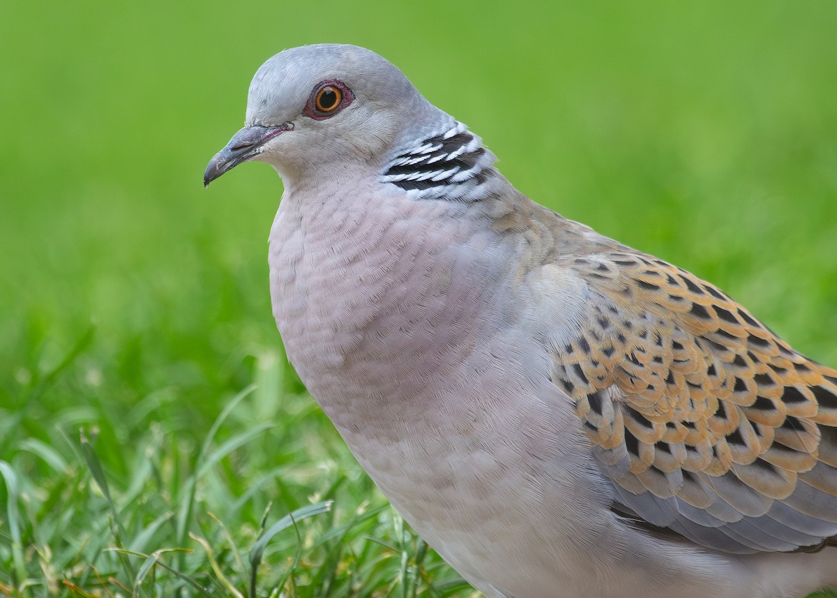 European Turtle-Dove - ML620682408