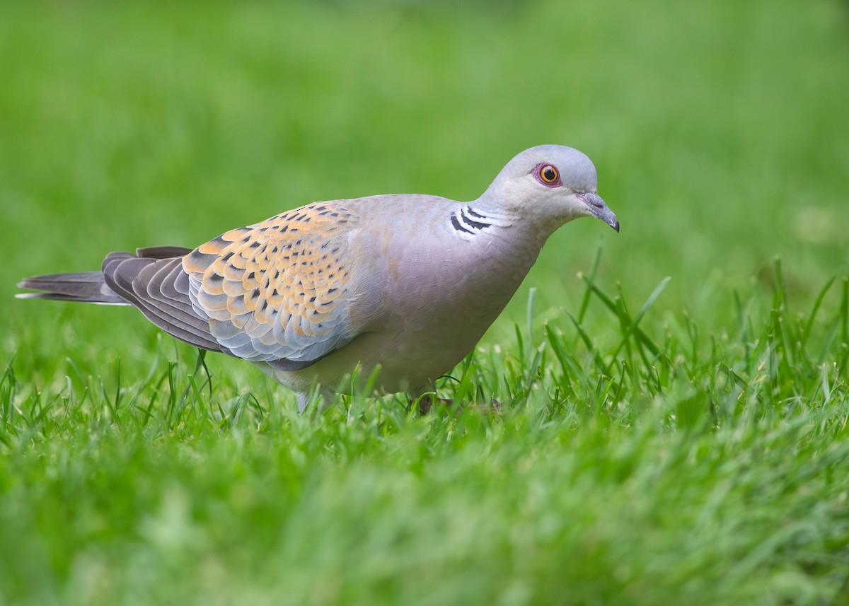 European Turtle-Dove - ML620682409