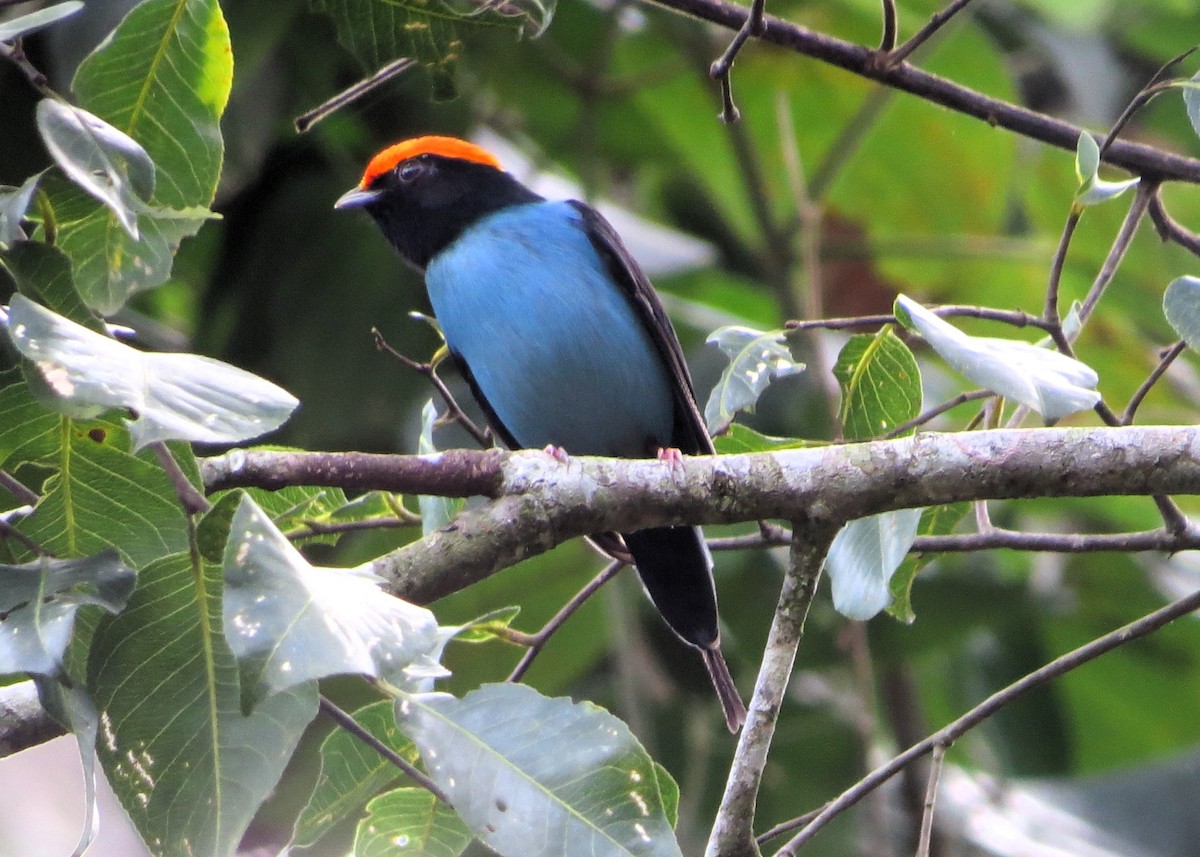 Swallow-tailed Manakin - ML620682410