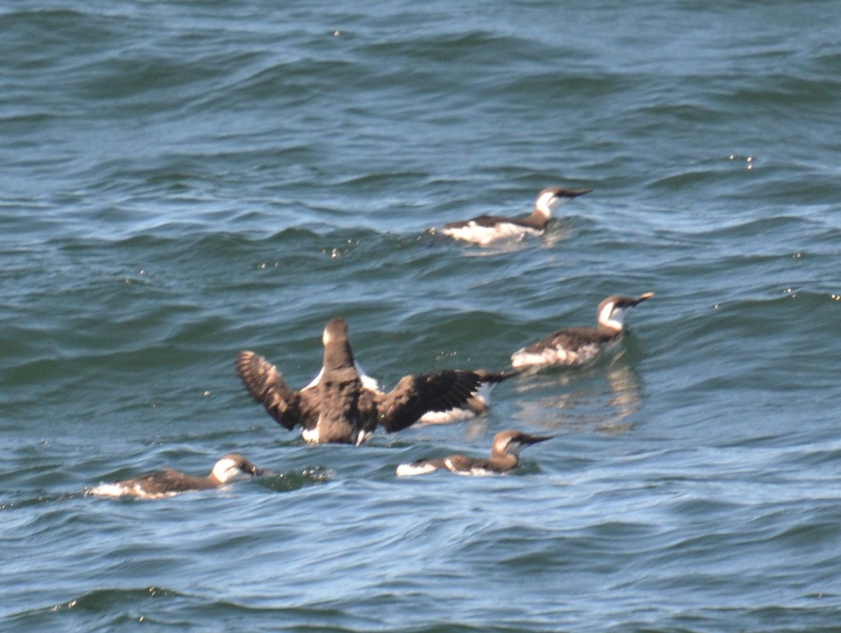 Common Murre - ML620682411