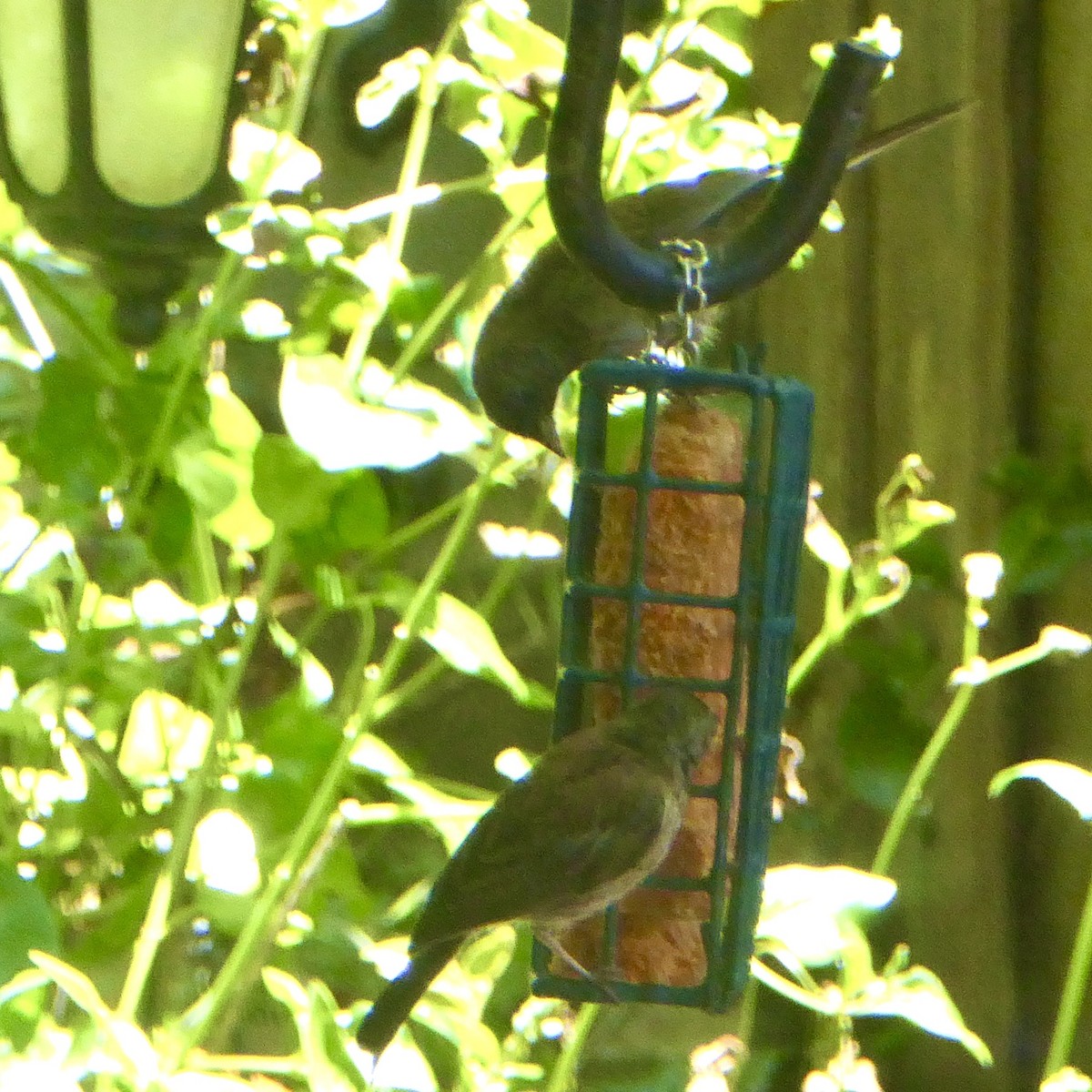 Dark-eyed Junco (Oregon) - ML620682413