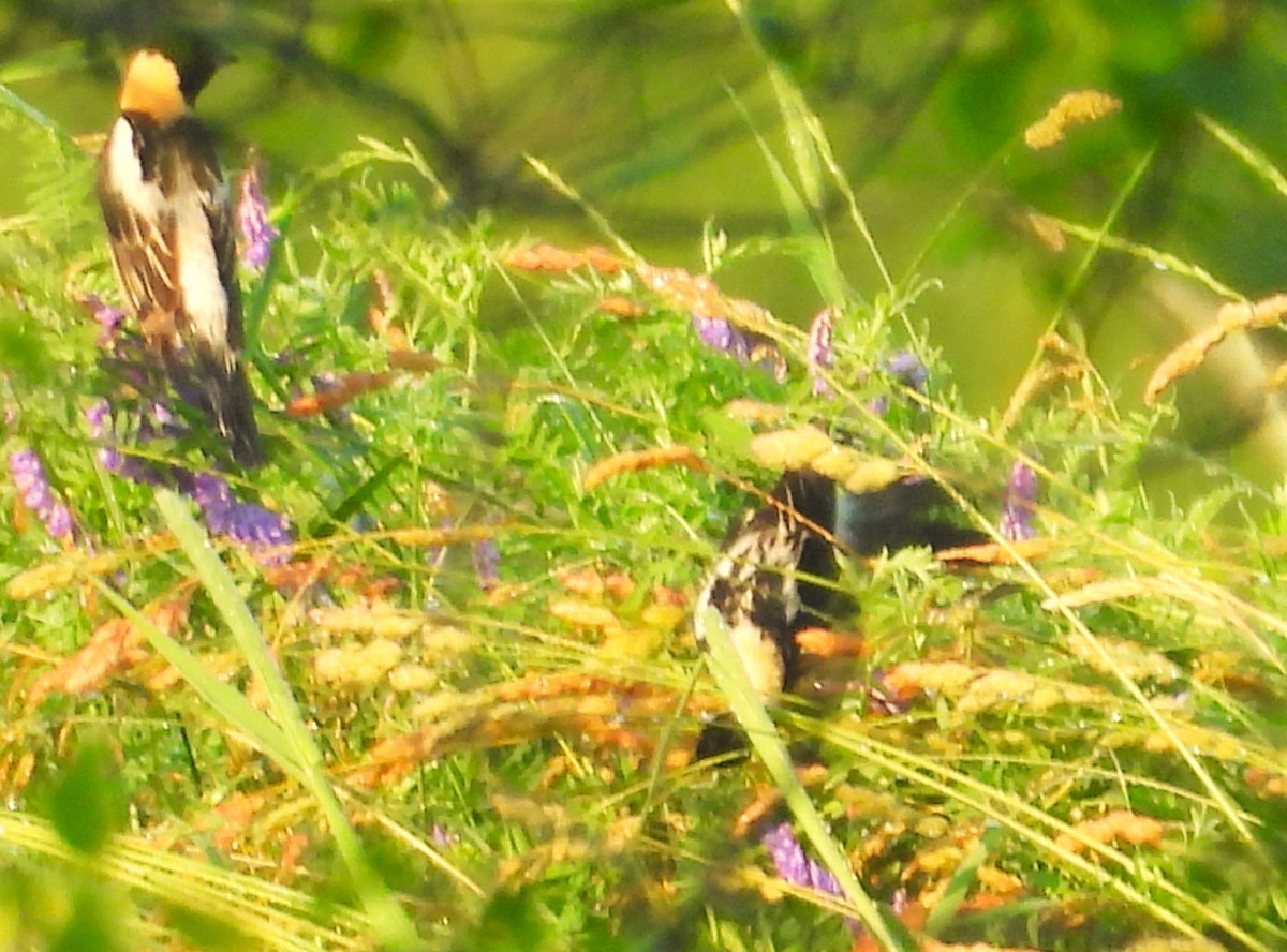 bobolink americký - ML620682416