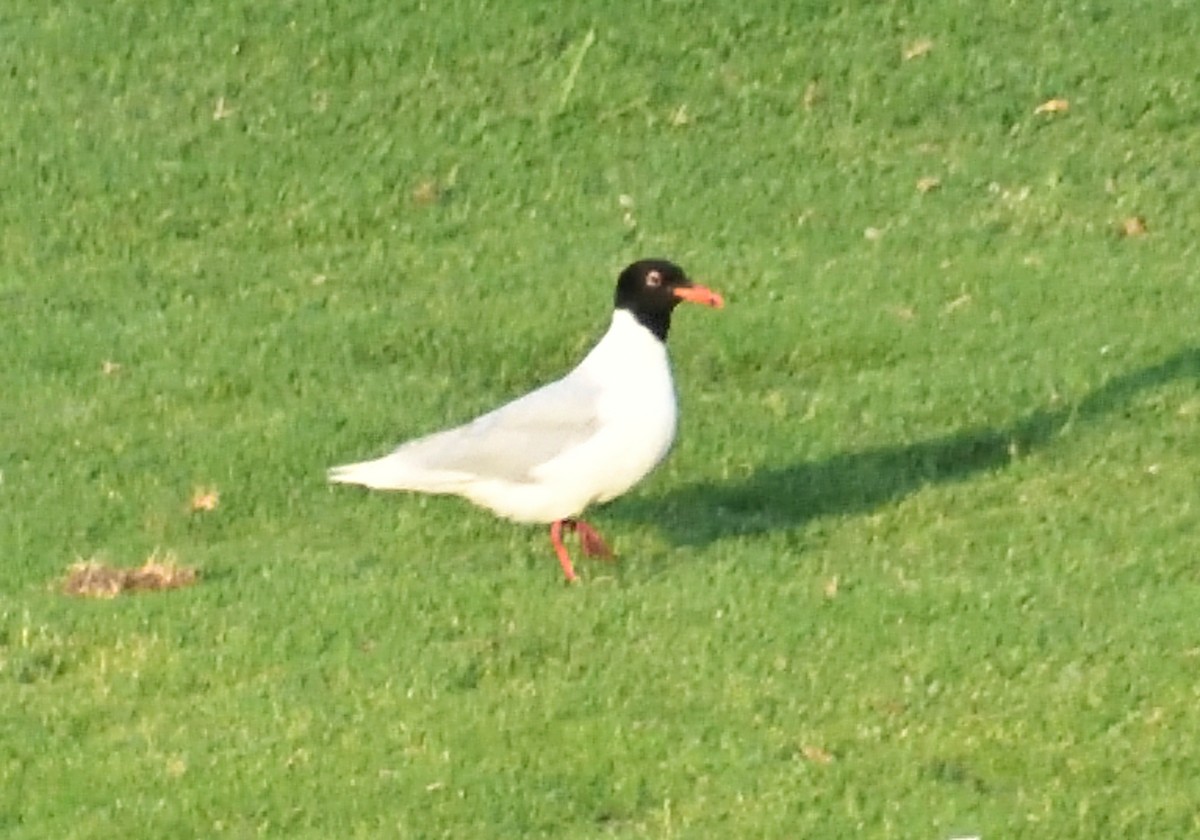 Mediterranean Gull - Mu Sano