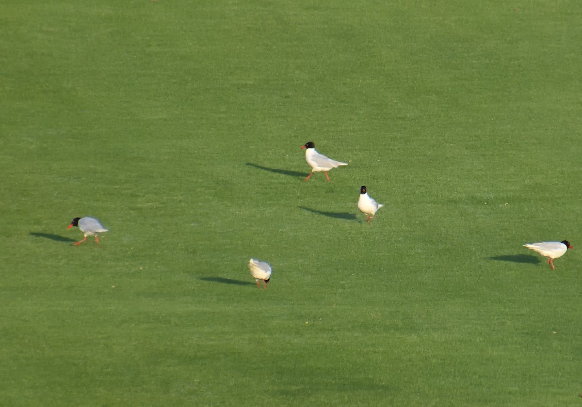 Mediterranean Gull - ML620682418