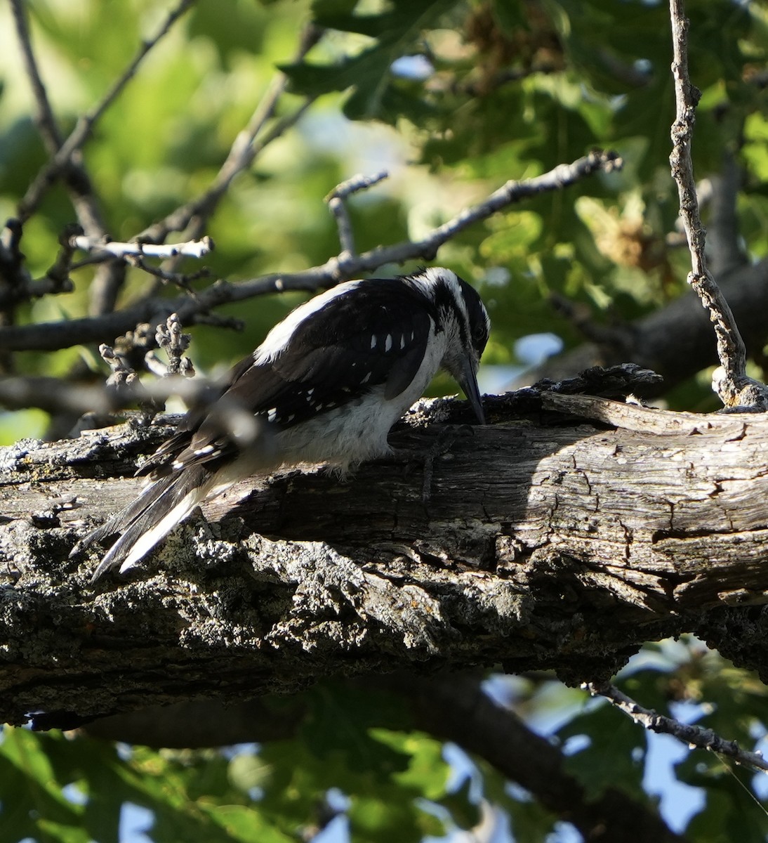 Hairy Woodpecker (Rocky Mts.) - John Rhoades