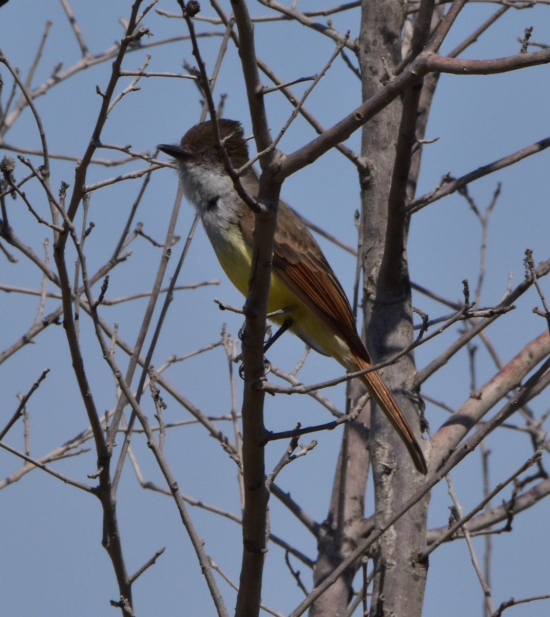 Dusky-capped Flycatcher - ML620682422