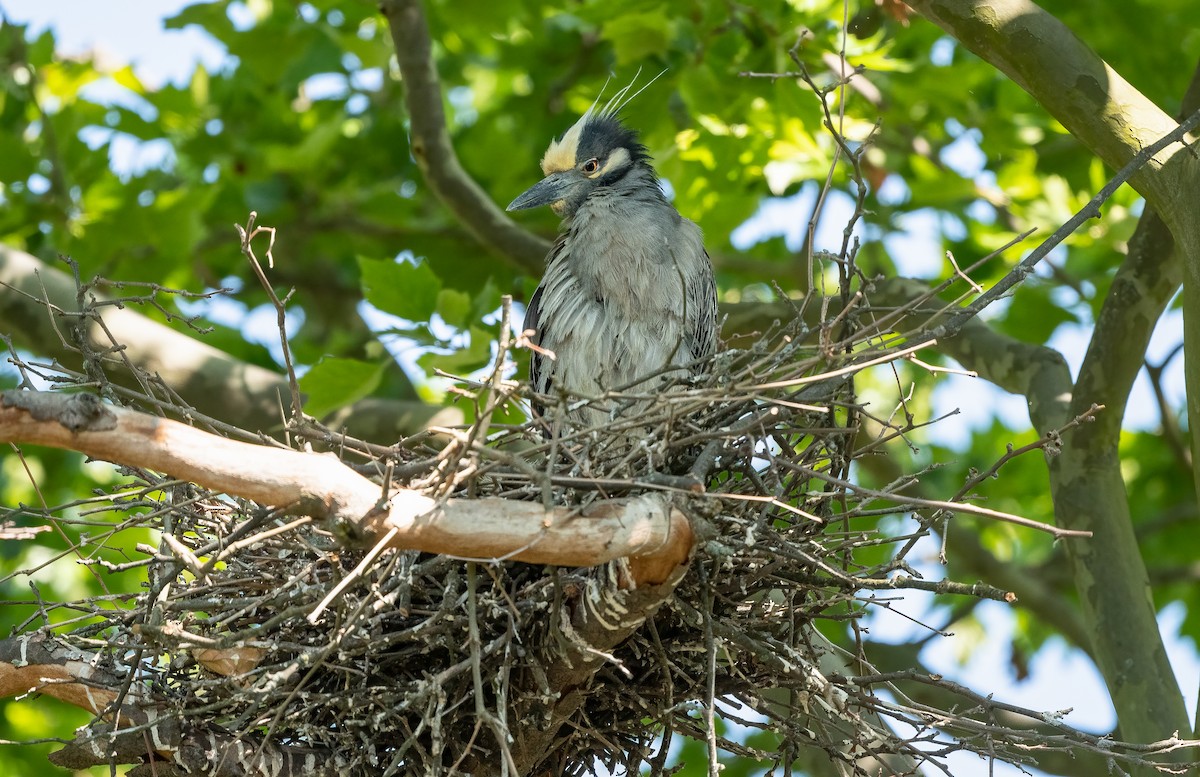 Yellow-crowned Night Heron - ML620682424