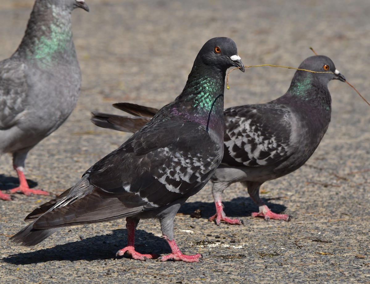 Rock Pigeon (Feral Pigeon) - ML620682427