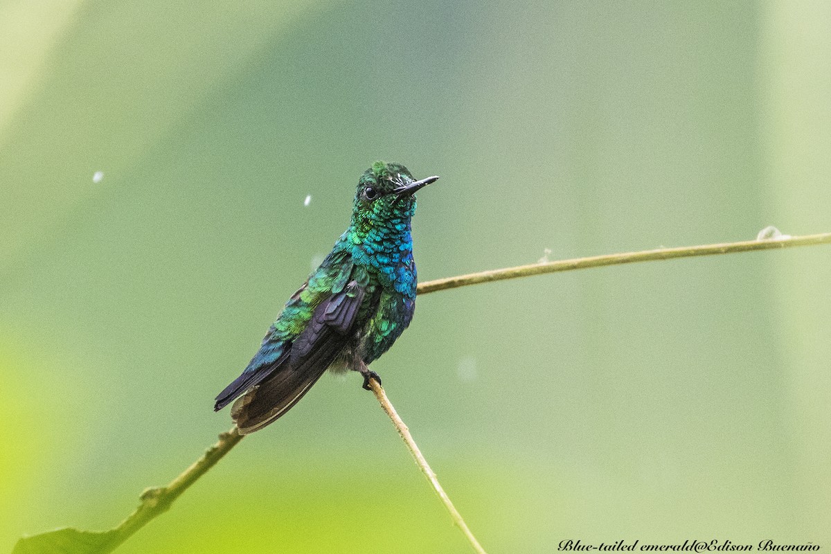 Blauschwanz-Smaragdkolibri - ML620682429