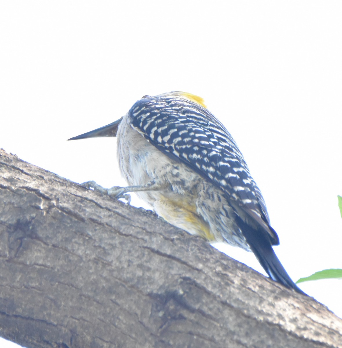 Golden-fronted Woodpecker - ML620682435