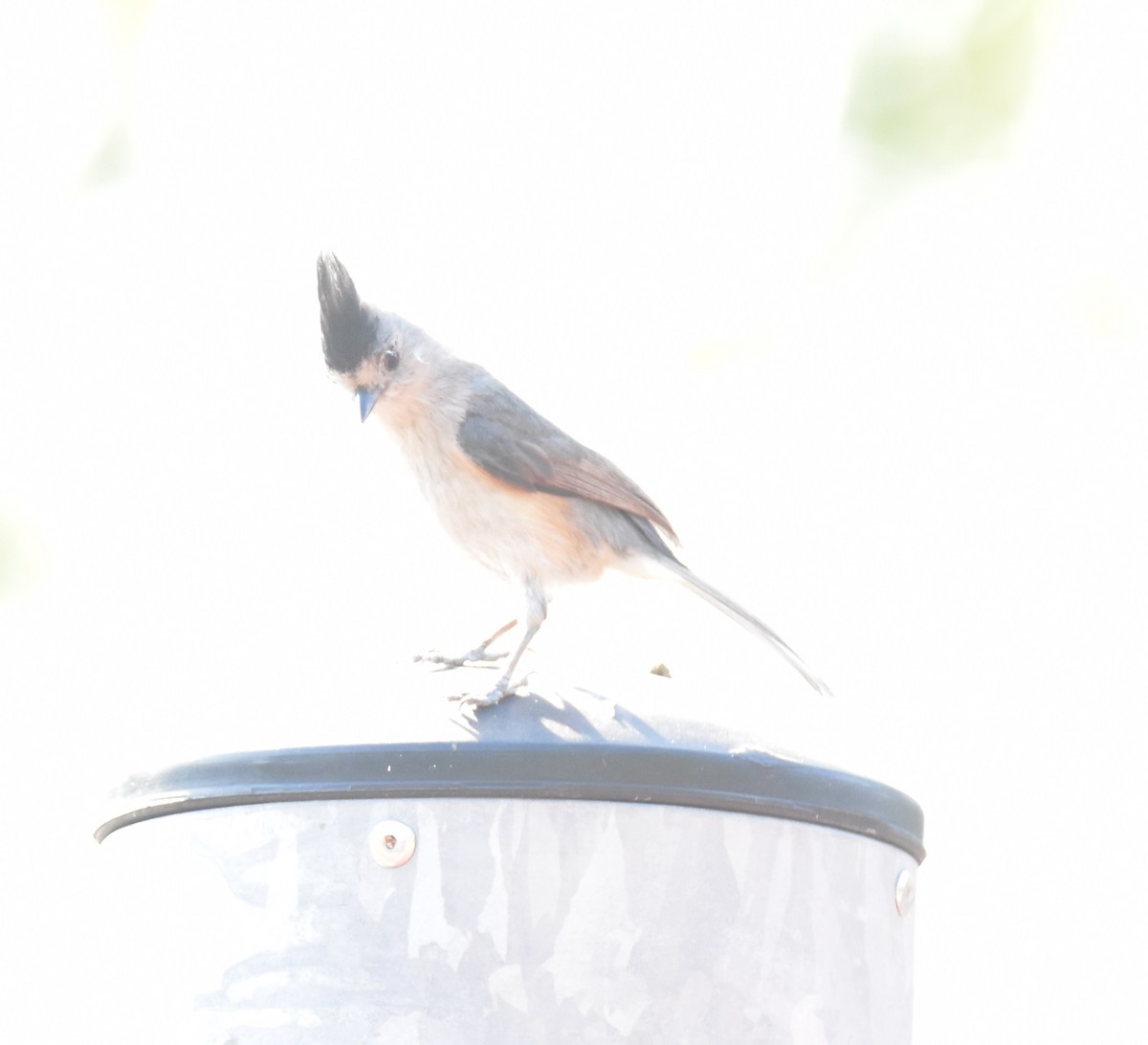 Black-crested Titmouse - ML620682436