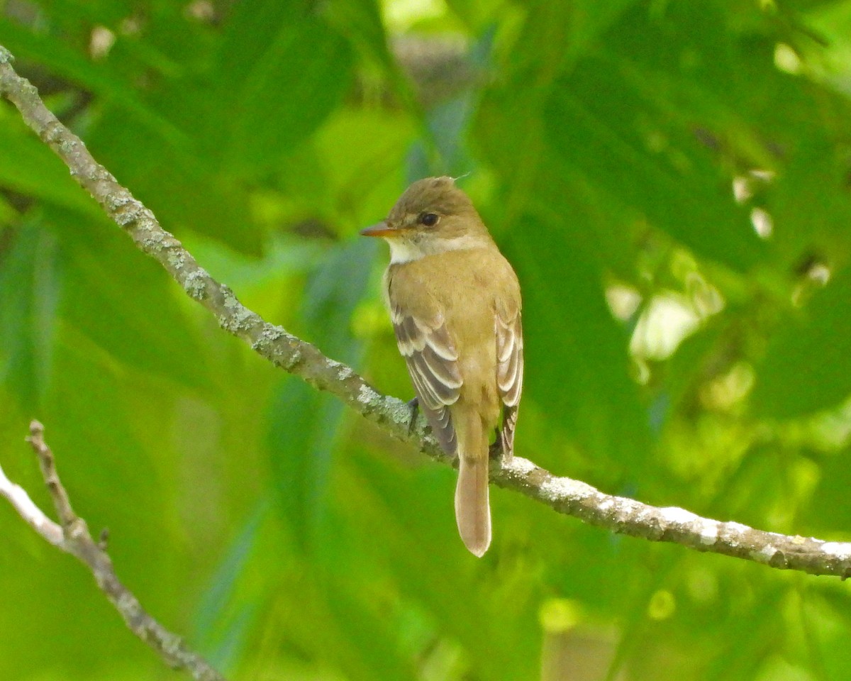 Willow Flycatcher - ML620682437