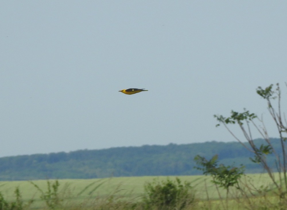 Eurasian Golden Oriole - ML620682438