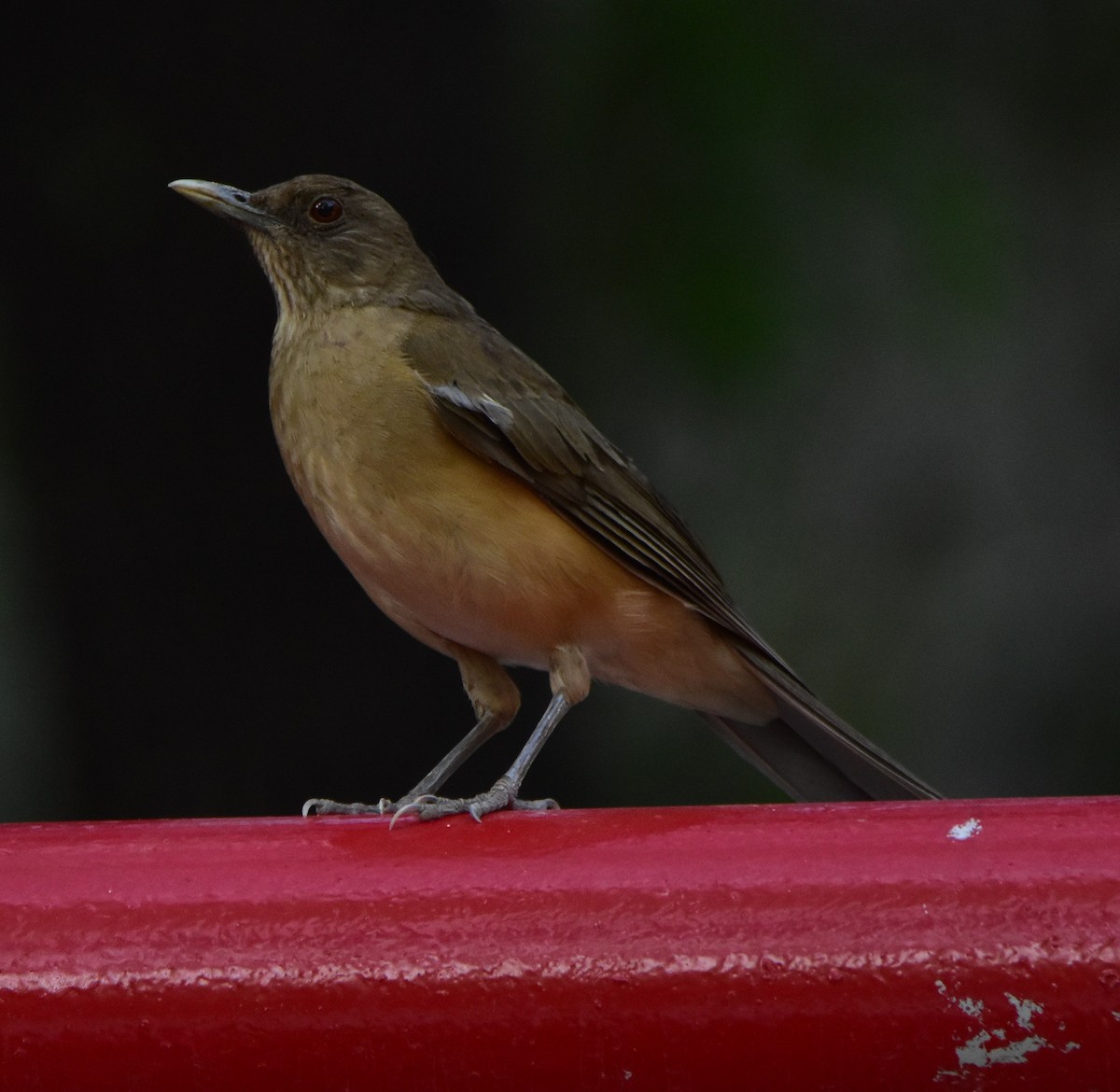 Clay-colored Thrush - ML620682440