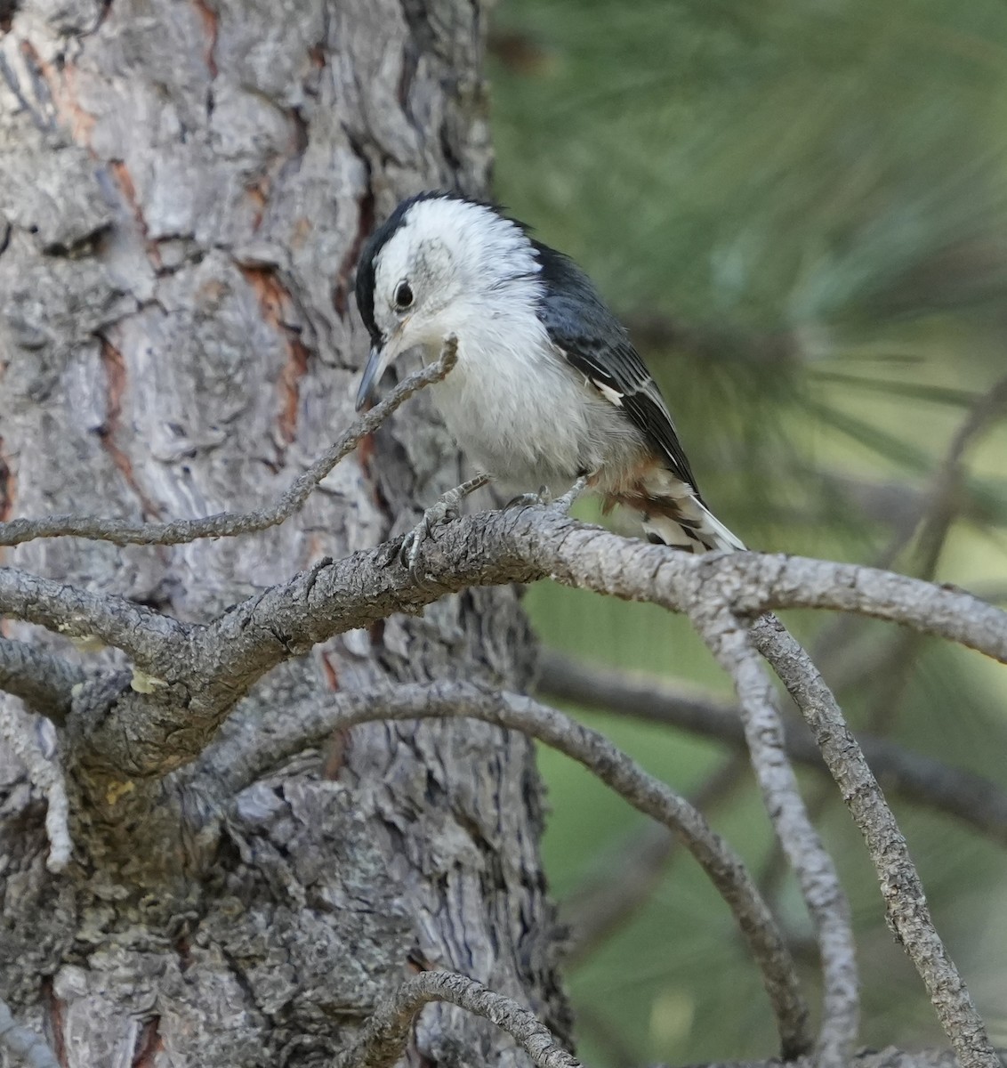 White-breasted Nuthatch (Interior West) - ML620682441