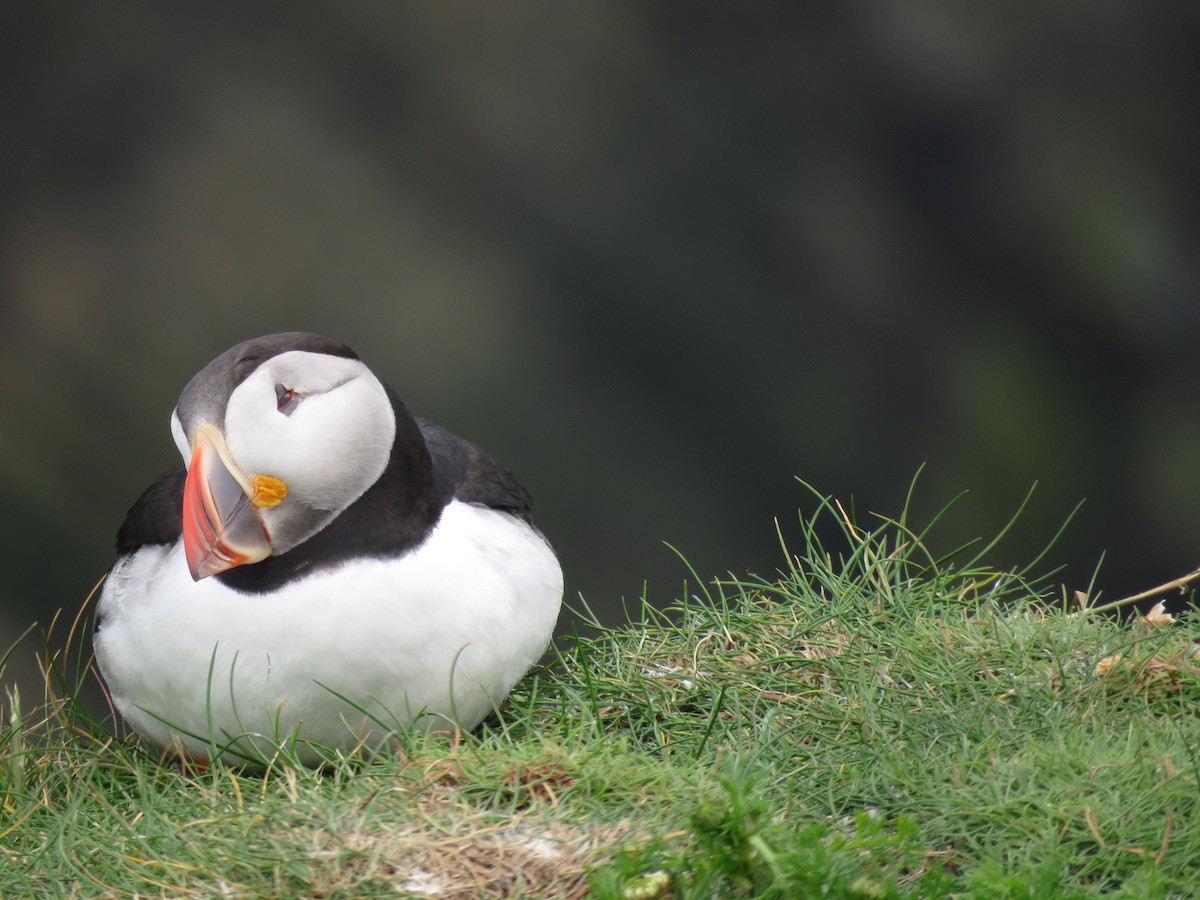 Atlantic Puffin - ML620682442