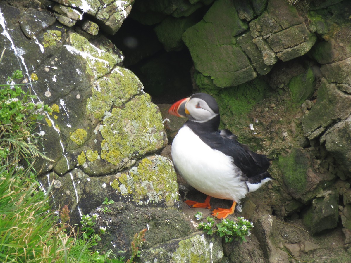 Atlantic Puffin - ML620682444