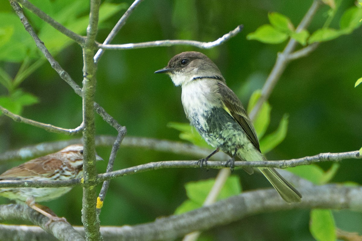 Eastern Phoebe - ML620682445