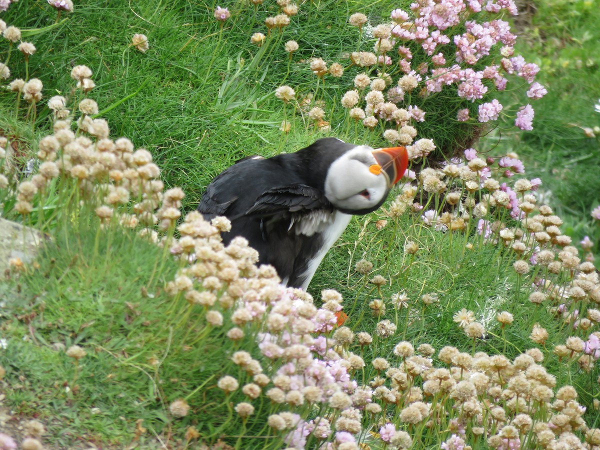 Atlantic Puffin - ML620682446