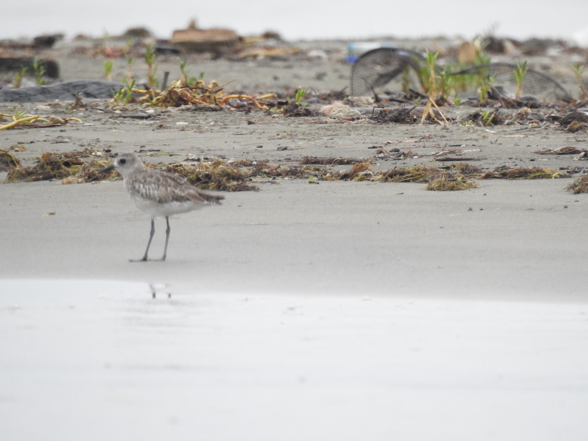 Black-bellied Plover - ML620682448