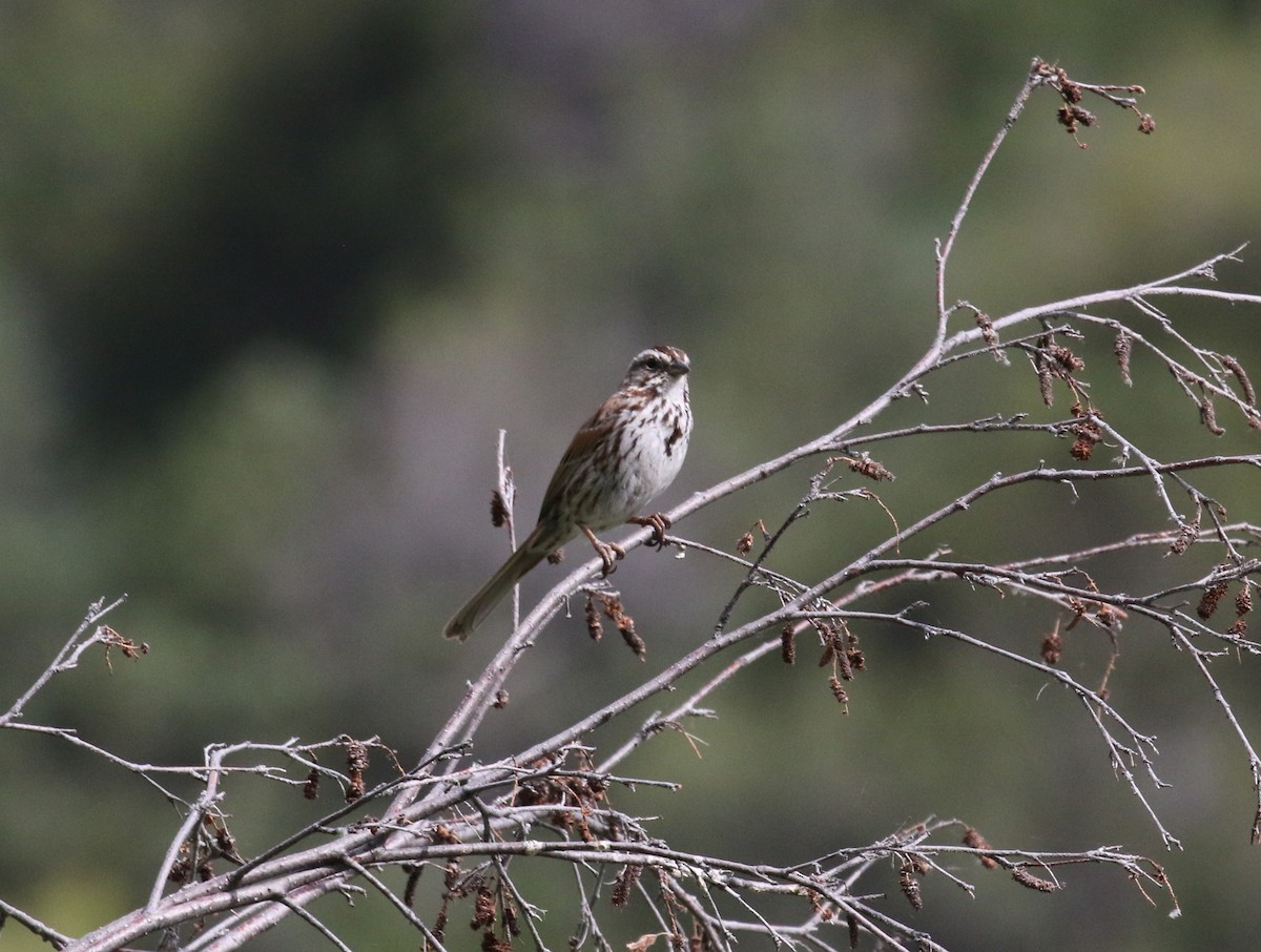 Song Sparrow - ML620682454