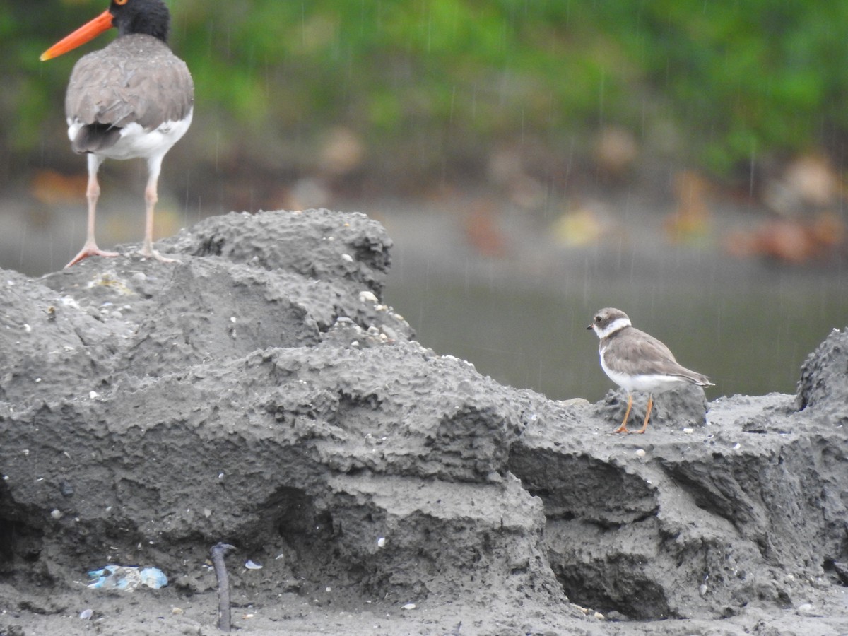 Semipalmated Plover - ML620682455