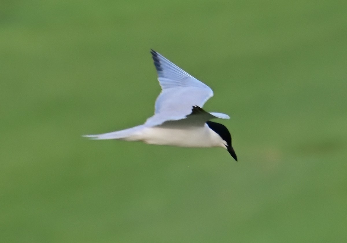 Gull-billed Tern - ML620682459