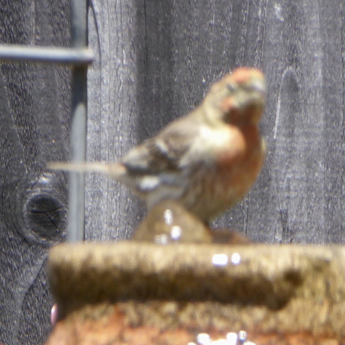 House Finch - ML620682461