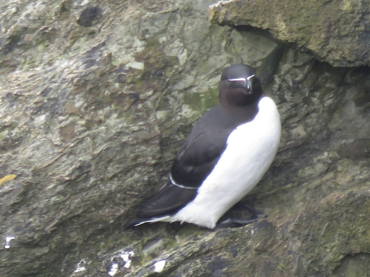 Razorbill - ML620682464