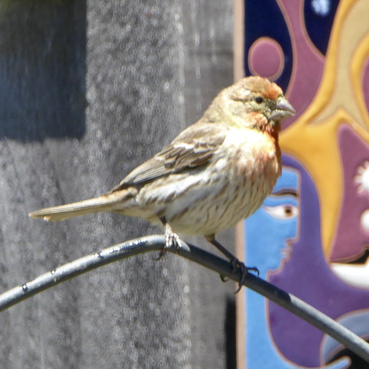 House Finch - ML620682469