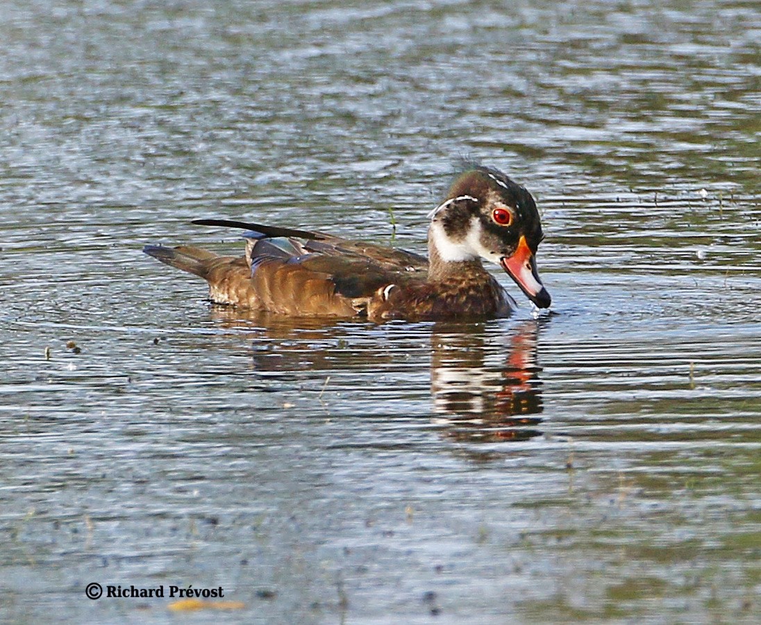 Wood Duck - Richard Prévost